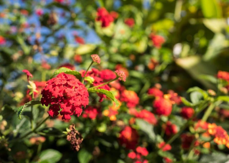 Casa Vina: A Spectacular Away From It All Holiday La Orotava Bagian luar foto